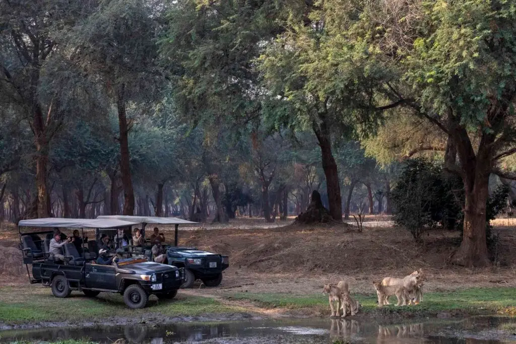 Ancient winter-thorns and a desert oasis