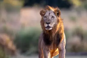 Ancient winter-thorns and a desert oasis